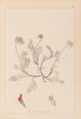 Herbier de la flore française Pl0238 - Louis Antoine Cusin — Ansicht des Kunstwerks