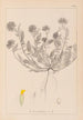 Herbier de la flore française Pl0239 - Louis Antoine Cusin — Ansicht des Kunstwerks