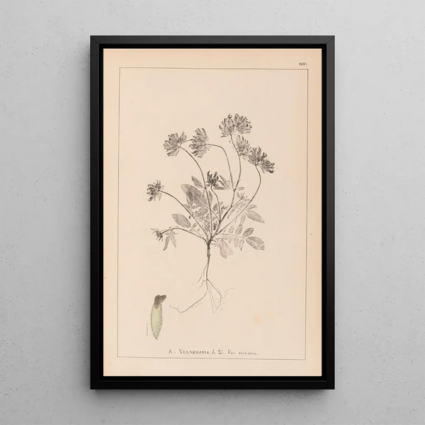 Louis Antoine Cusin - Herbier de la flore franaise Pl0240.webp