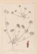 Herbier de la flore française Pl0241 - Louis Antoine Cusin — Ansicht des Kunstwerks