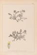 Herbier de la flore française Pl0242 - Louis Antoine Cusin — Ansicht des Kunstwerks