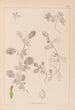 Herbier de la flore française Pl0243 - Louis Antoine Cusin — Ansicht des Kunstwerks