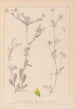 Herbier de la flore française Pl0244 - Louis Antoine Cusin — Ansicht des Kunstwerks