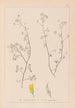 Herbier de la flore française Pl0248 - Louis Antoine Cusin — Ansicht des Kunstwerks