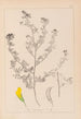 Herbier de la flore française Pl0249 - Louis Antoine Cusin — Ansicht des Kunstwerks