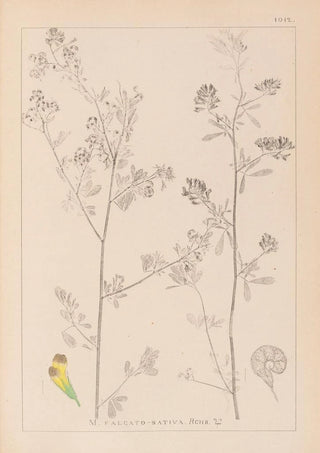 Louis Antoine Cusin - Herbier de la flore franaise Pl0251.webp