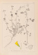 Herbier de la flore française Pl0255 - Louis Antoine Cusin — Ansicht des Kunstwerks