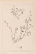 Herbier de la flore française Pl0256 - Louis Antoine Cusin — Ansicht des Kunstwerks