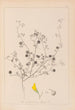 Herbier de la flore française Pl0257 - Louis Antoine Cusin — Ansicht des Kunstwerks