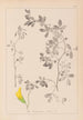 Herbier de la flore française Pl0258 - Louis Antoine Cusin — Ansicht des Kunstwerks