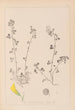 Herbier de la flore française Pl0260 - Louis Antoine Cusin — Ansicht des Kunstwerks