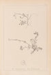 Herbier de la flore française Pl0261 - Louis Antoine Cusin — Ansicht des Kunstwerks