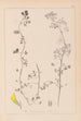 Herbier de la flore française Pl0266 - Louis Antoine Cusin — Ansicht des Kunstwerks