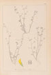 Herbier de la flore française Pl0267 - Louis Antoine Cusin — Ansicht des Kunstwerks