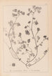 Herbier de la flore française Pl0271 - Louis Antoine Cusin — Ansicht des Kunstwerks