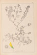 Herbier de la flore française Pl0272 - Louis Antoine Cusin — Ansicht des Kunstwerks