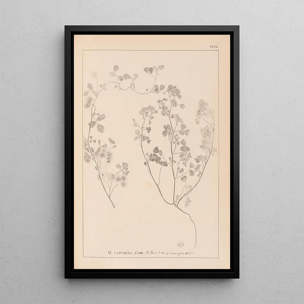 Louis Antoine Cusin - Herbier de la flore franaise Pl0273.webp