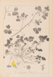 Herbier de la flore française Pl0276 - Louis Antoine Cusin — Ansicht des Kunstwerks