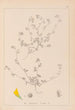 Herbier de la flore française Pl0277 - Louis Antoine Cusin — Ansicht des Kunstwerks
