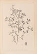 Herbier de la flore française Pl0282 - Louis Antoine Cusin — Ansicht des Kunstwerks