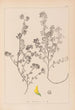 Herbier de la flore française Pl0283 - Louis Antoine Cusin — Ansicht des Kunstwerks