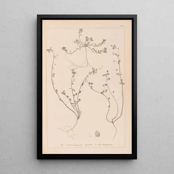 Louis Antoine Cusin - Herbier de la flore franaise Pl0285.webp