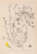 Herbier de la flore française Pl0287 - Louis Antoine Cusin — Ansicht des Kunstwerks