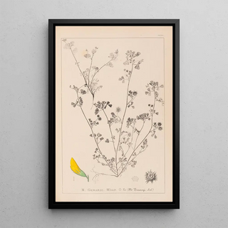 Louis Antoine Cusin - Herbier de la flore franaise Pl0288.webp