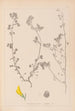 Herbier de la flore française Pl0289 - Louis Antoine Cusin — Ansicht des Kunstwerks