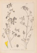 Herbier de la flore française Pl0291 - Louis Antoine Cusin — Ansicht des Kunstwerks