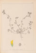 Herbier de la flore française Pl0293 - Louis Antoine Cusin — Ansicht des Kunstwerks