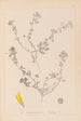 Herbier de la flore française Pl0294 - Louis Antoine Cusin — Ansicht des Kunstwerks