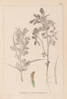Herbier de la flore française Pl0295 - Louis Antoine Cusin — Ansicht des Kunstwerks