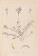 Herbier de la flore française Pl0296 - Louis Antoine Cusin — Ansicht des Kunstwerks