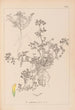 Herbier de la flore française Pl0297 - Louis Antoine Cusin — Ansicht des Kunstwerks