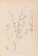 Herbier de la flore française Pl0298 - Louis Antoine Cusin — Ansicht des Kunstwerks