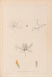 Herbier de la flore française Pl0299 - Louis Antoine Cusin — Ansicht des Kunstwerks
