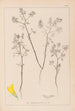 Herbier de la flore française Pl0300 - Louis Antoine Cusin — Ansicht des Kunstwerks
