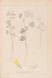 Herbier de la flore française Pl0303 - Louis Antoine Cusin — Ansicht des Kunstwerks