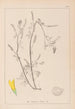 Herbier de la flore française Pl0305 - Louis Antoine Cusin — Ansicht des Kunstwerks