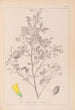 Herbier de la flore française Pl0307 - Louis Antoine Cusin — Ansicht des Kunstwerks