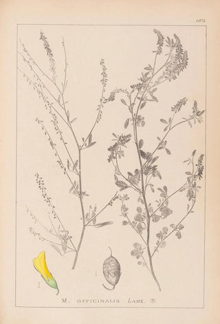 Louis Antoine Cusin - Herbier de la flore franaise Pl0310.webp