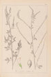 Herbier de la flore française Pl0311 - Louis Antoine Cusin — Ansicht des Kunstwerks