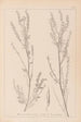 Herbier de la flore française Pl0312 - Louis Antoine Cusin — Ansicht des Kunstwerks