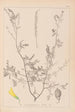 Herbier de la flore française Pl0313 - Louis Antoine Cusin — Ansicht des Kunstwerks