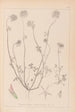 Herbier de la flore française Pl0314 - Louis Antoine Cusin — Ansicht des Kunstwerks