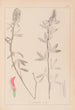 Herbier de la flore française Pl0318 - Louis Antoine Cusin — Ansicht des Kunstwerks