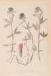 Herbier de la flore française Pl0320 - Louis Antoine Cusin — Ansicht des Kunstwerks