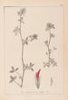 Herbier de la flore française Pl0322 - Louis Antoine Cusin — Ansicht des Kunstwerks