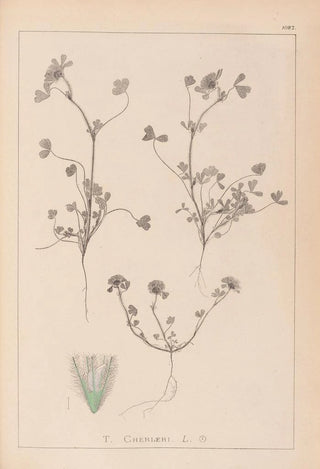 Louis Antoine Cusin - Herbier de la flore franaise Pl0323.webp